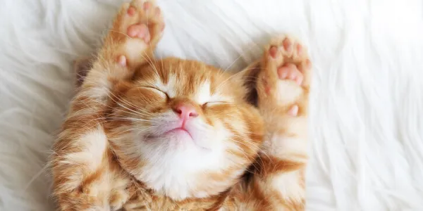 visuel L'intégration pour assurer son recrutement